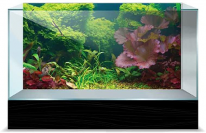best fish tank background